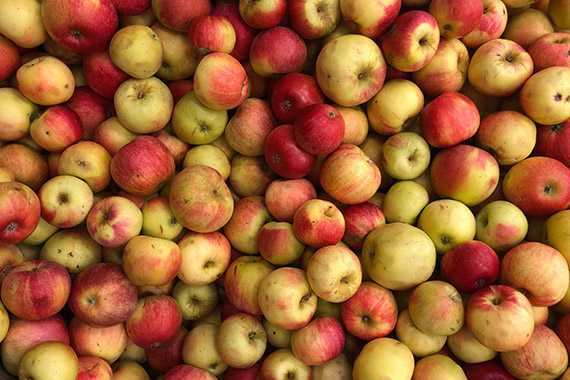 Äpplet Aroma korsades fram av sorterna Ingrid-Marie och Filippa på Balsgård 1947 och är Skånes landskapsäpple.
