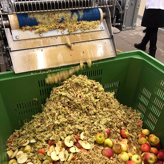 Drygt 600 kg Aromaäpplen pressas ner till 361 kg äppelmust.