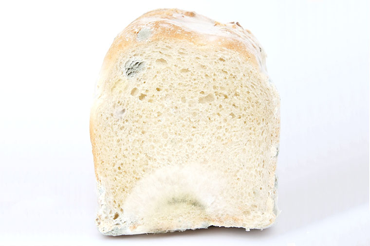 Mögligt bröd.