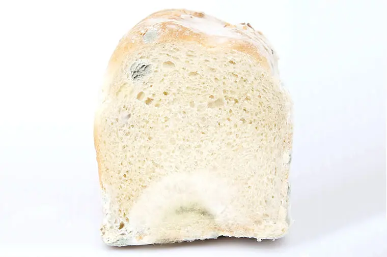 Mögligt bröd.
