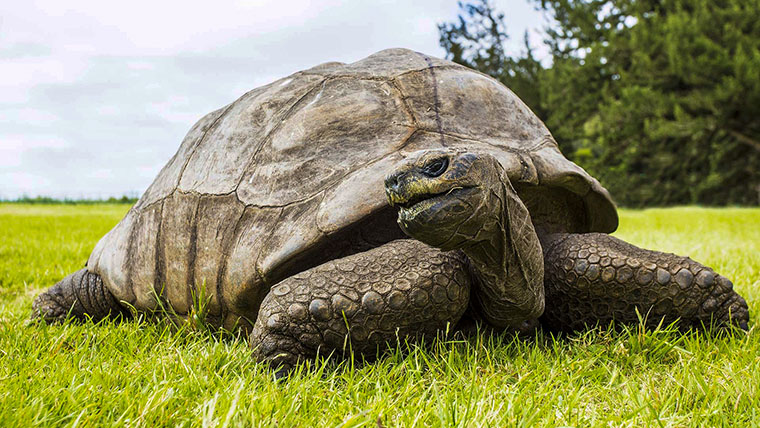 Aldabrasköldpaddan (Aldabrachelys gigantea) ”Jonathan” firade sin 190-årsdag i vintras, men troligen är han äldre än så.