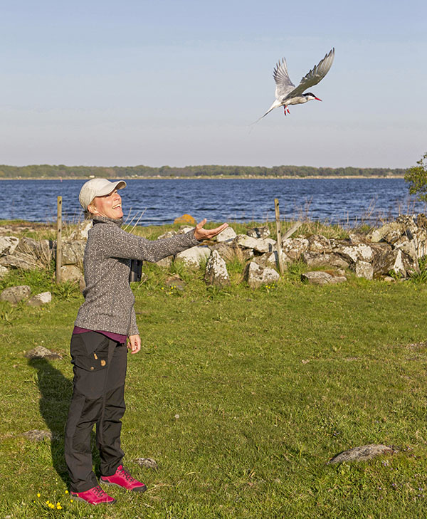 Flyttfågelforskaren Johanna Grönroos släpper en silvertärna som försetts med logger.