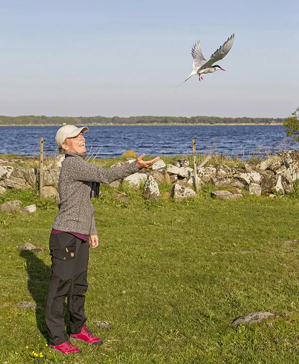Flyttf&aring;gelforskaren Johanna Gr&ouml;nroos sl&auml;pper en silvert&auml;rna som f&ouml;rsetts med logger.