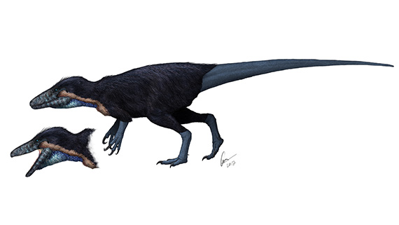 Dinosaurien Australovenator wintonensis är en megaraptor som har använts som jämförelsematerial vid beskrivning av de köttätande (theropod) dinosaurierna från Kristianstadsbassängen. Kristianstadsområdets megaraptor har ännu inget namn. Illustration: Gabriel Ugueto (får endast användas i samband med presentation av och information om Elisabeths avhandling Palaeoenvironments, palaeoecology and palaeobiogeography of Late Cretaceous (Campanian) faunas from the Kristianstad Basin, southern Sweden, with applications for science education)