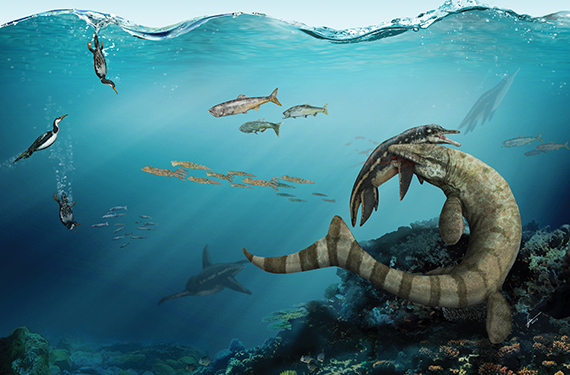 Trofisk interaktion: mosasaurien Prognathodon, även kallad Dollosaurus och kunde bli åtta meter lång, biter en korthalsad plesosaurie i axeln i Kritahavet runt Kristianstad för 80 miljoner år sedan.  Bland övriga bilder ses bettet i axelbenet och tanden som gjorde det. Illustration Gabriel Ugueto (får endast användas i samband med presentation av och information om Elisabeths avhandling Palaeoenvironments, palaeoecology and palaeobiogeography of Late Cretaceous (Campanian) faunas from the Kristianstad Basin, southern Sweden, with applications for science education)