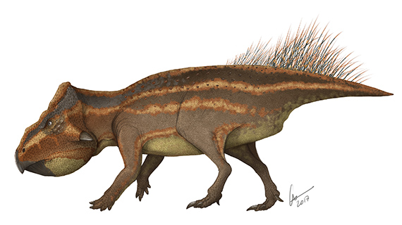 Dinosaurien Leptoceratops gracilis som påminner om de ceratopsider som levde på öarna och halvöarna i Kristianstadsområdets skärgård under campan. Illustration: Gabriel Ugueto (får endast användas i samband med presentation av och information om Elisabeths avhandling Palaeoenvironments, palaeoecology and palaeobiogeography of Late Cretaceous (Campanian) faunas from the Kristianstad Basin, southern Sweden, with applications for science education)