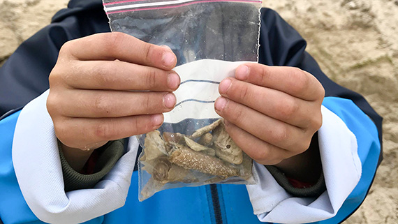 August Oredsson har hittar många fossiler i Ullstorps kalkbrott.