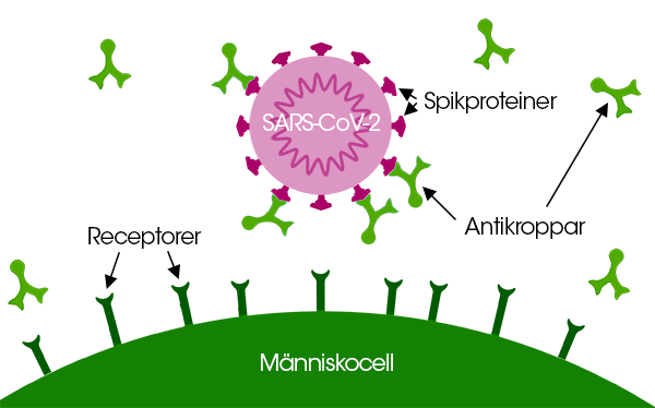 SARS-CoV-2 virus intäckt av antikroppar mot spikproteinet gör att viruset inte kan binda in till cellerna i kroppen och orsaka infektion.