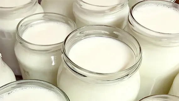Kon Mayas mjölk på väg att bli yoghurt.