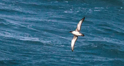 Svarthuvad mås (Ichthyaetus melanocephalus) är en art inom familjen måsfåglar. Foto: Erik Hirschfeld