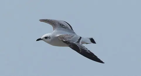 Svarthuvad mås (Ichthyaetus melanocephalus) är en art inom familjen måsfåglar. Foto: Erik Hirschfeld