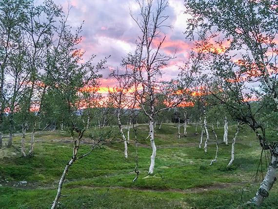 Fjällbjörkskog vid Kisuris. Foto: Adelaide Foster