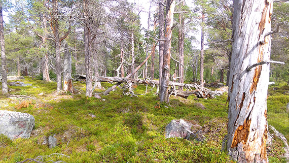 Gammelskogen på väg upp mot Soldalen, där vandringen bjuder på ett Laponia i miniatyr med växtzoner som går vidare genom fjällbjörkskog och upp till kalfjäll, en försmak av den stora vandringen mellan nationalparkerna.