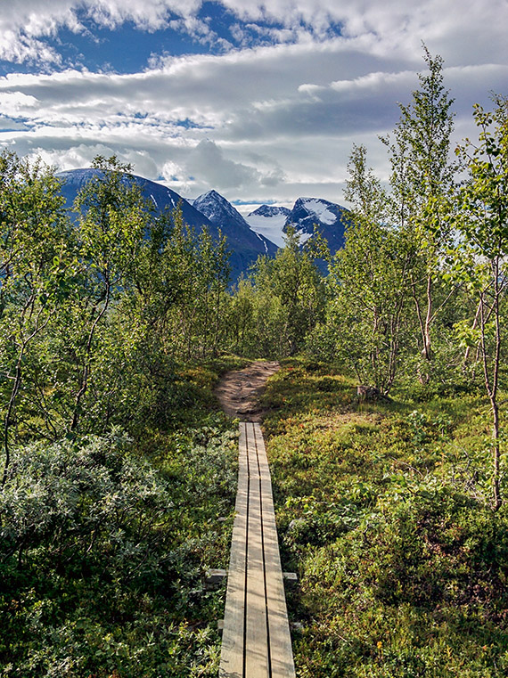 Efter båtresan från Ritsem börjar vandringen genom fjällbjörkskogen längs Padjelantaleden mot Akkastugorna. I fonden reser sig det över 2 000 höga Akkamassivet med sina glaciärer. Foto: Johanna Grönroos