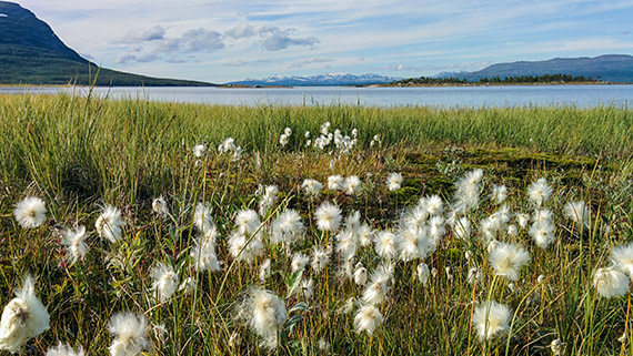 På vägen ner från Akkamassivet och Hambergs glaciär breder polarullen ut sig innan Akkajaures vatten tar över. Foto: Johanna Grönroos
