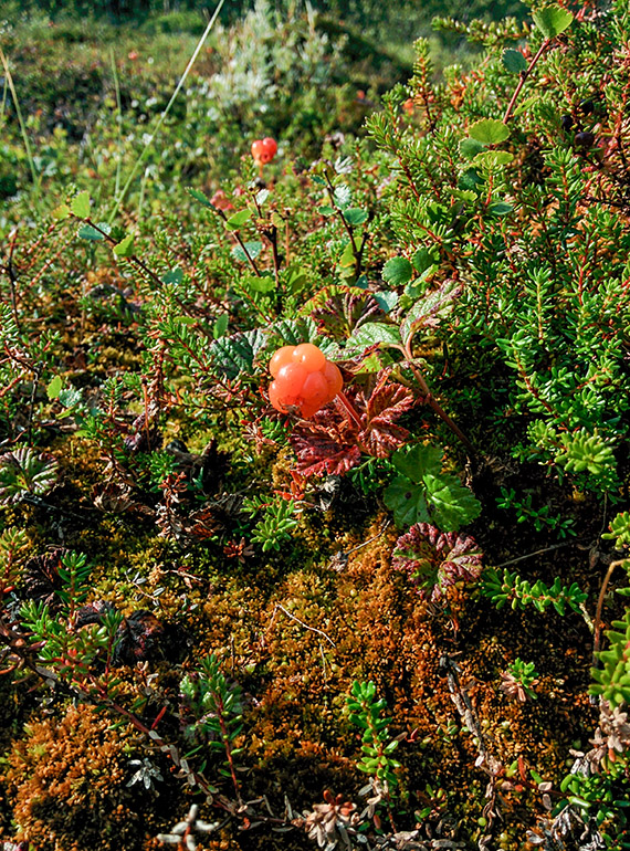 Norrlands guld. Så fort hjortron dök upp böjdes allas ryggar. Foto: Johanna Grönroos
