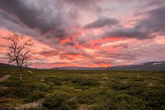 En ensam n&auml;stan kal&auml;ten fj&auml;llbj&ouml;rk i solnedg&aring;ngen &ouml;ver Kisuris. Frostfj&auml;rilens eller fj&auml;llbj&ouml;rkm&auml;tarens larver har frossat p&aring; grenverket. Foto: Magnus Redegard