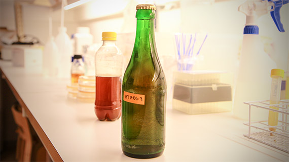 Många bryggningar och många flaskor öl avlöser varandra för att hitta den perfekta jästen i laboratoriet.