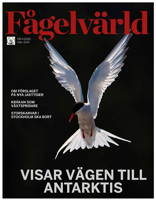 Vår Fågelvärld, nr 4 2020.