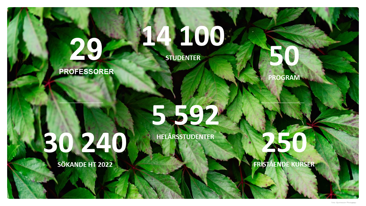 Ett foto på grönt vildvin som växer på en byggnad på campus och där står siffror: Studenter 14 100, Helårsstudenter 5 592, Sökande 30 240, Program 50, Fristående kurser och professorer 29.