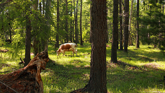Frilandsbete i skogen är vanligt runt Bajkalsjön i Ryssland.