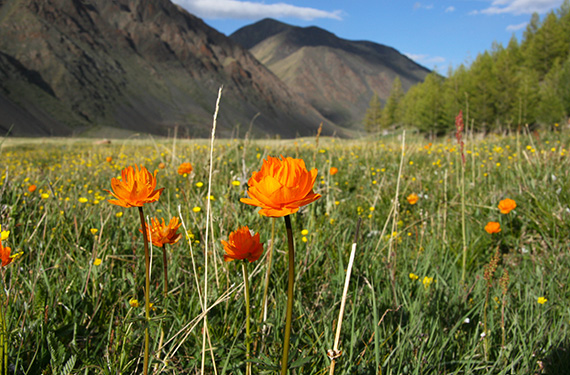 Orange smörboll (Trollius asiaticus) vid trädgränsen i Türgenbergen i nordvästra Mongoliet.