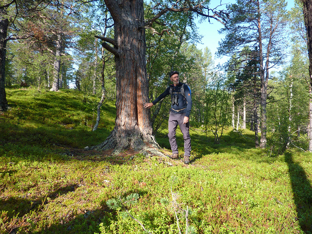 Magnus visar en tall med brandljud, den värmeskada som orsakas av en skogsbrand och får veden att blottas då barken att faller av. Genom att titta på andra träd runtomkring om de har brandljud eller ej går det att se ungefär när det brann senast. Veden vid ljudet är bra tändved eftersom den är kådrik och lättantändlig. Foto: Fabian Rimfors
