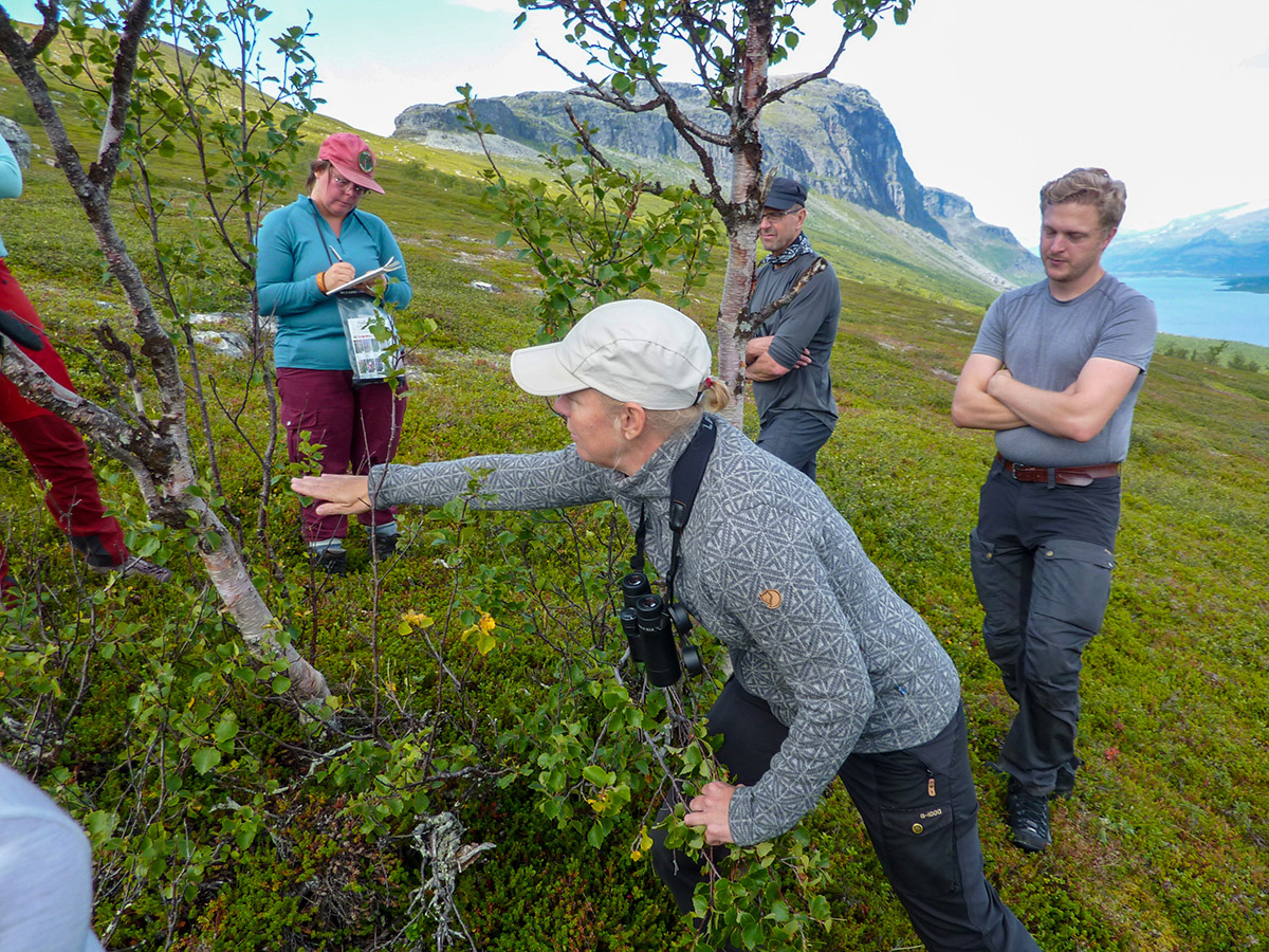 Johanna Grönroos som är lärare i landskapsvetenskap förklarar hur man kan avläsa hur högt snön brukar ligga runt björken på vintern. Snömärkeslaven (Melanohalea olivacea) hon pekar på kan bara växa ovanför snötäcket. Foto: Fabian Rimfors