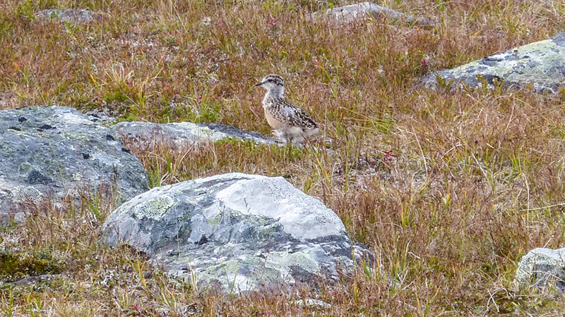 Fjällpiparen är inte som alla andra fåglar. Medan mamma flyger fritt söderut är pappa hemma och tar ansvaret för barnen. Uppe på Njunjes kom vi nära en hane och hans två ungar. Foto: Fabian Rimfors