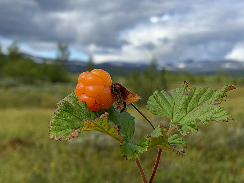 Hjortron (Rubus chamaemorus) är en så kallad ”tvåbyggare” och till skillnad från övriga arter i växtsläktet rubus saknar hjortronet självpollineringsförmåga, eftersom han- och honblommorna sitter på olika individer. Foto: Therese Igelström