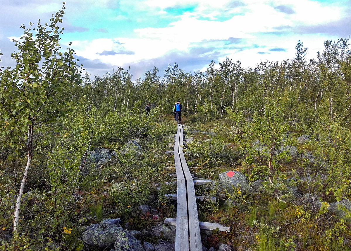 Bredvid spängerna över en myr finner vi sensommarens sista hjortron. Foto: Vadims Murasovs