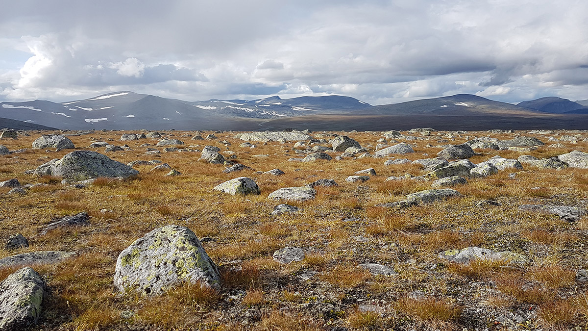 Den mellanalpina zonen på ryggen av Njunjes präglas av sten och gräs. Foto: Johanna Grönroos