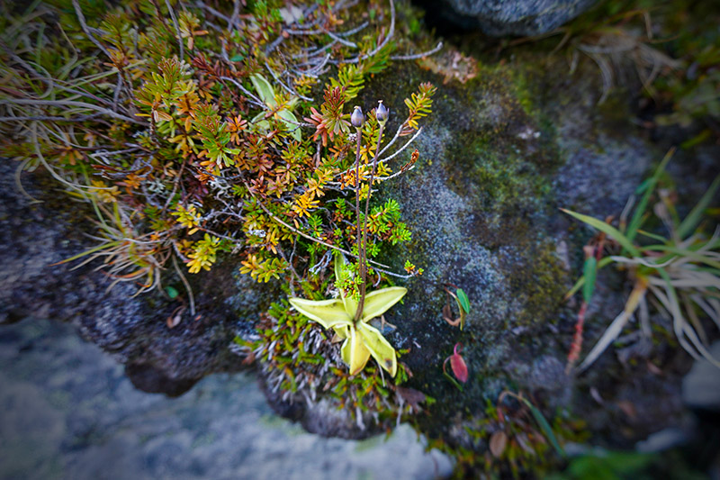 Den köttätande tätörten (Pinguicula vulgaris) trivs på fuktiga och gärna kvävefattiga jordar. Tyvärr går det dock inte att göra tätmjölk (långfil) genom att låta bladen dra i färsk mjölk som Carl von Linné föreslår i sin Flora Lapponica. Men däremot har tätört använts för att bleka hår som då blir gulaktigt. Foto: Amanda Fagerlund