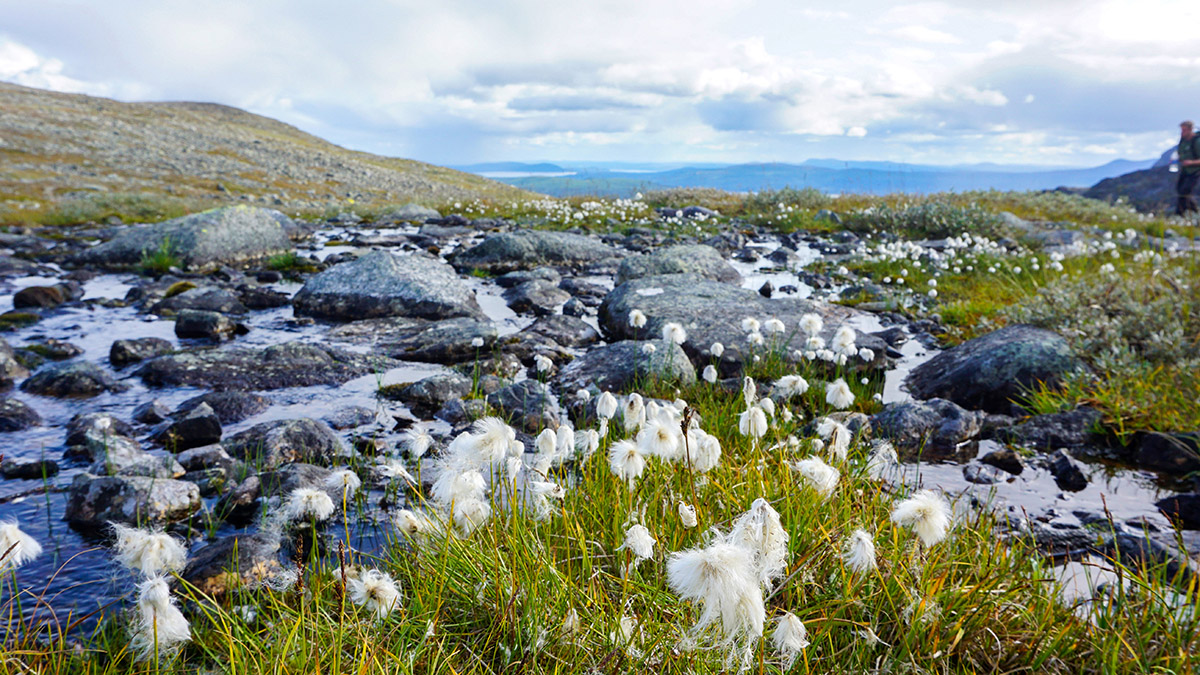 Polarull (Eriophorum scheuchzeri) trivs vid källdrag och bildar ofta stora bestånd med sina utlöpare. Foto: Amanda Fagerlund