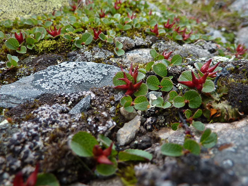 Det växer massor av videväxter i fjällen. Dvärgvide (Salix herbacea) är den minsta och den trivs uppe på kalfjället där marken är fuktig och mager, som exempelvis vid snölegor. Foto: Fabian Rimfors