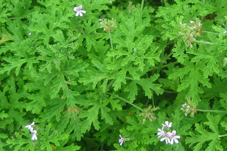 pelargonium graveolens