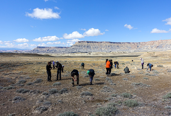 Studenterna letar ostronfossil utanför Hanksville, Utah, i Great Basin-öknen. Foto: Magnus Thelaus