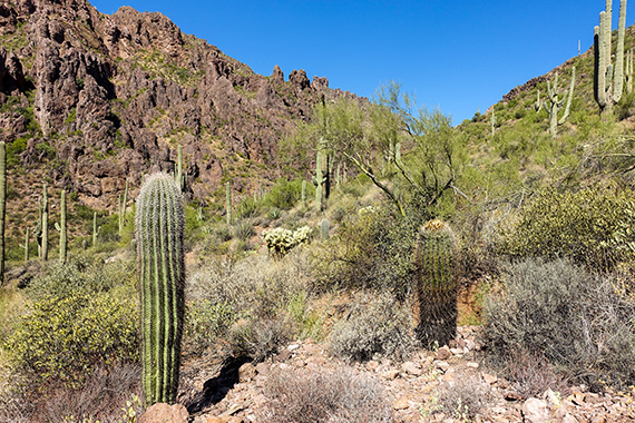 Den första vegetationsstudien, vid Superstition Mountains i Sonoraöknen, med saguarokaktus, teddybear cholla-kaktus, Sonoran barrel-kaktus, agave, ocotillo, mesquite. Berget består av vulkaniska utbrottsprodukter. Foto: Magnus Thelaus