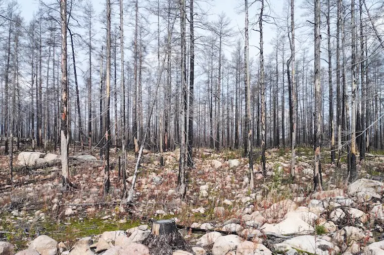 Skog.