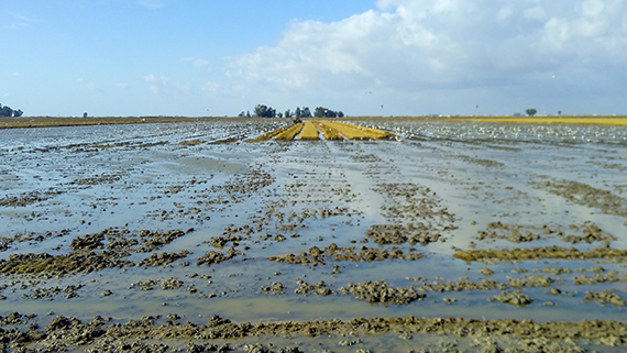 De leriga risfälten kring Doñana är utmärkta platser att studera storkar, bronsibisar och hägrar.