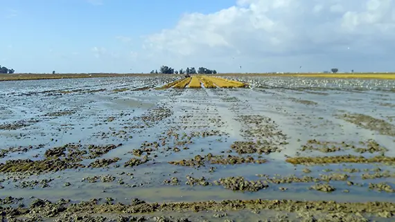 De leriga risf&auml;lten kring Do&ntilde;ana &auml;r utm&auml;rkta platser att studera storkar, bronsibisar och h&auml;grar.