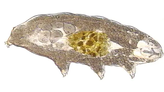 Björndjuren är mellan 0,05 och 1 mm stora. Detta tillhör släktet Macrobiotus.