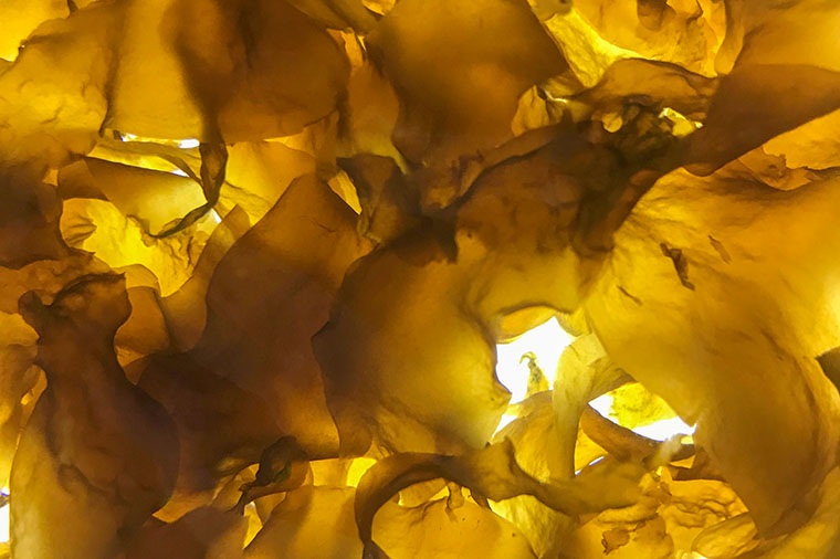 Sockertång, Saccharina latissima. Foto: Kristoffer Stedt