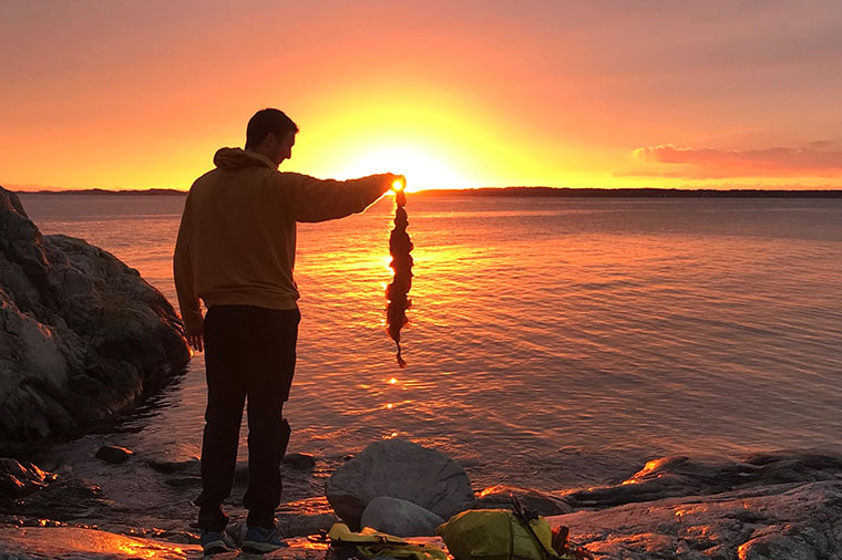 Sockertång skördad i skymningen.