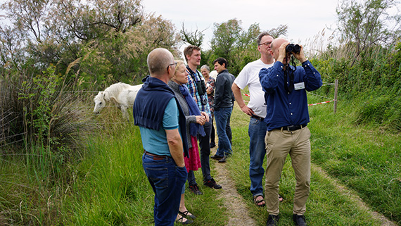 Gruppen spanar efter biätare i Tour du Valat, med camarguehästar i bakgrunden. Foto: Gunnar Gunnarsson