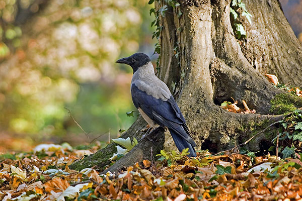 Kråka - Corvus cornix. Foto: Pixabay
