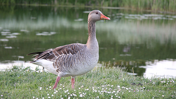 Grågås (Anser anser). Bild: Wikimedia Commons CC BY 3.0