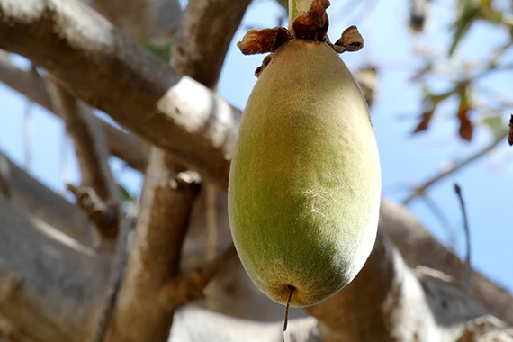 Baobab är en afrikansk frukt som brukar kallas "superfrukt" för sitt näringsinnehåll.