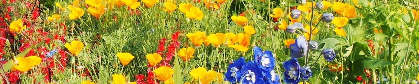 Blommor.