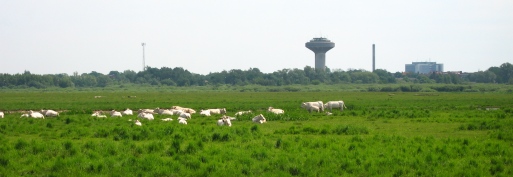 Strandängskor på Isternäset